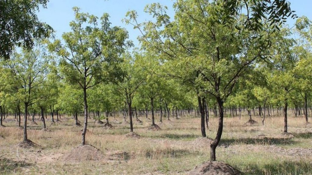 Medicinal plants to be Cultivated on 75-thousand-hectares of land in the Country